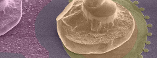 Quantum Light Sources